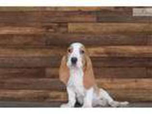 Basset Hound Puppy for sale in Saint George, UT, USA