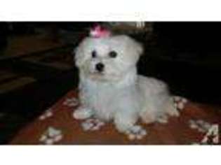 Maltese Puppy for sale in OWINGS MILLS, MD, USA