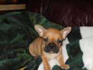 French Bulldog Puppy for sale in DUNBAR, WI, USA