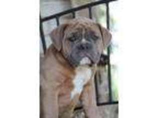 Olde English Bulldogge Puppy for sale in New Holland, PA, USA