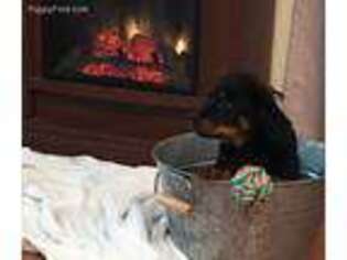 Rottweiler Puppy for sale in Magnolia, TX, USA