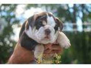 Bulldog Puppy for sale in Perth Amboy, NJ, USA