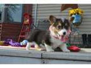 Pembroke Welsh Corgi Puppy for sale in Kimball, MN, USA
