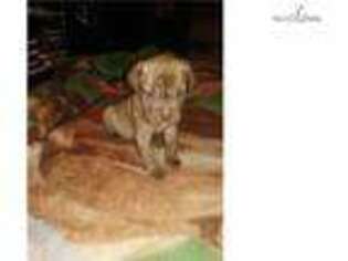 Mastiff Puppy for sale in Buffalo, NY, USA