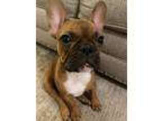 French Bulldog Puppy for sale in West New York, NJ, USA