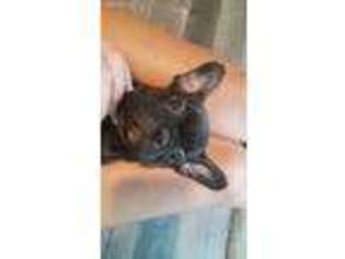 French Bulldog Puppy for sale in Thomaston, GA, USA