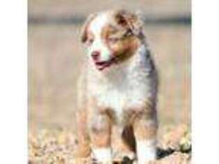 Miniature Australian Shepherd Puppy for sale in Augusta, KS, USA