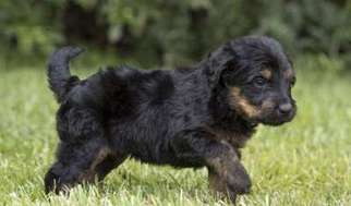 Labradoodle Puppy for sale in New Orleans, LA, USA