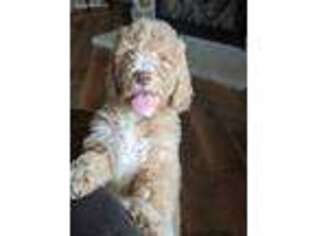 Goldendoodle Puppy for sale in Brandon, SD, USA