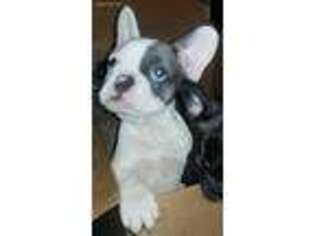French Bulldog Puppy for sale in Ravenel, SC, USA