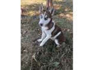 Siberian Husky Puppy for sale in Rustburg, VA, USA