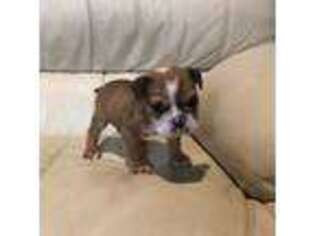 Bulldog Puppy for sale in Rockford, IL, USA