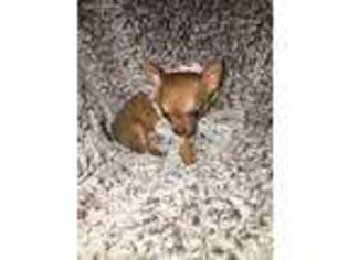 Chihuahua Puppy for sale in Harriman, TN, USA