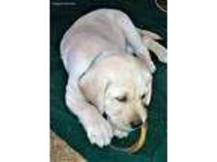 Labrador Retriever Puppy for sale in Peterborough, NH, USA