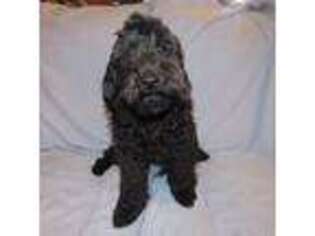 Labradoodle Puppy for sale in River Falls, WI, USA