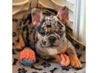 French Bulldog Puppy for sale in Springtown, TX, USA