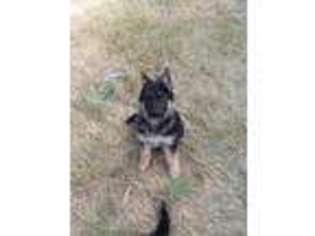 German Shepherd Dog Puppy for sale in Evans, CO, USA