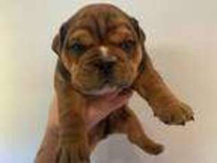 Bulldog Puppy for sale in Owensboro, KY, USA