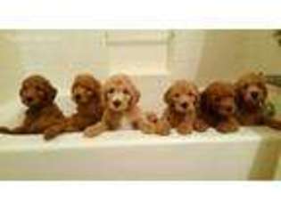 Goldendoodle Puppy for sale in Wickenburg, AZ, USA
