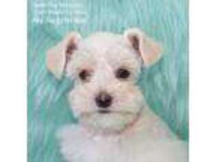 Mutt Puppy for sale in North Zulch, TX, USA
