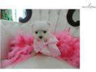 Maltese Puppy for sale in Fort Lauderdale, FL, USA