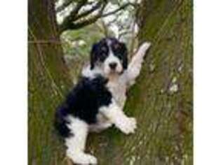 English Springer Spaniel Puppy for sale in Hollywood, SC, USA