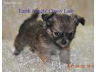 Chihuahua Puppy for sale in Ville Platte, LA, USA