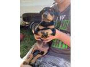 Doberman Pinscher Puppy for sale in Flossmoor, IL, USA
