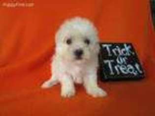 Havanese Puppy for sale in Knoxville, IA, USA