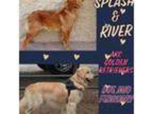 Golden Retriever Puppy for sale in Fresno, CA, USA