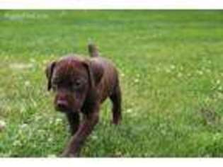 German Shorthaired Pointer Puppy for sale in Bellingham, WA, USA