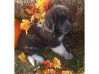 Newfoundland Puppy for sale in Magnolia, OH, USA