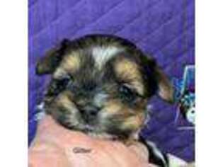 Biewer Terrier Puppy for sale in Danielsville, GA, USA