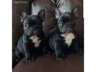 French Bulldog Puppy for sale in Osage City, KS, USA
