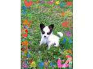 Papillon Puppy for sale in BELL BUCKLE, TN, USA