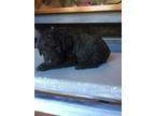 Goldendoodle Puppy for sale in ROBBINSVILLE, NC, USA