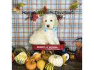 Goldendoodle Puppy for sale in Chesapeake, VA, USA