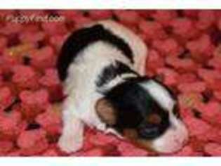 Biewer Terrier Puppy for sale in Savannah, GA, USA