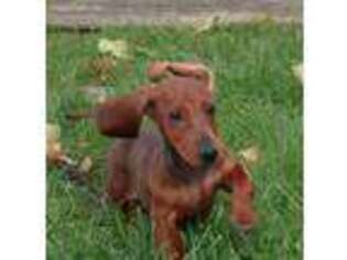 Dachshund Puppy for sale in Normal, IL, USA