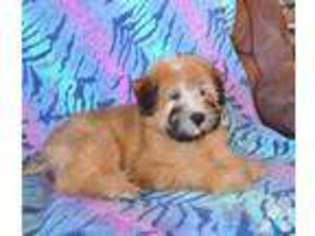 Soft Coated Wheaten Terrier Puppy for sale in HAWTHORNE, CA, USA