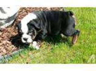 Bulldog Puppy for sale in FORNEY, TX, USA