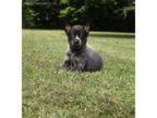 Australian Cattle Dog Puppy for sale in North Vernon, IN, USA