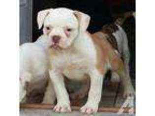 American Bulldog Puppy for sale in LITTLE HOCKING, OH, USA