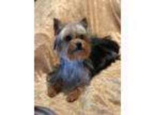 Yorkshire Terrier Puppy for sale in Ranchita, CA, USA