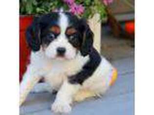 Cavalier King Charles Spaniel Puppy for sale in New Holland, PA, USA