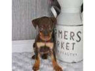 Miniature Pinscher Puppy for sale in Allentown, PA, USA