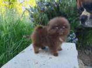 Pomeranian Puppy for sale in Fresno, CA, USA