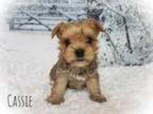 Yorkshire Terrier Puppy for sale in Arvonia, VA, USA