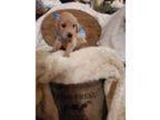 Goldendoodle Puppy for sale in Schertz, TX, USA