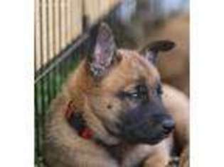 Belgian Malinois Puppy for sale in Smithfield, NC, USA